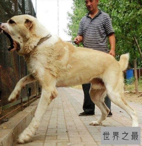 世界十大大型犬排名，马士提夫犬站起来比人还高