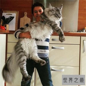 ​世界上最大的猫是什么品种 最长可达123厘米