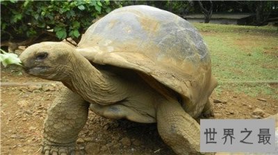 ​世界上最大的乌龟称作象龟 生活在海岛上却喝淡水