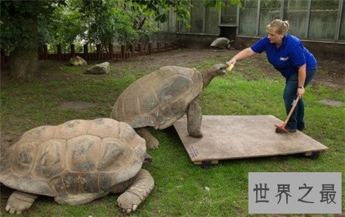 世界上最大的乌龟称作象龟 生活在海岛上却喝淡水