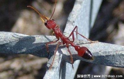 ​世界上最大的蚂蚁，3.7厘米的公牛蚁(2米的蚂蚁并不存在)