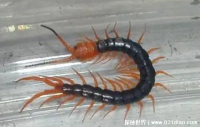 ​为什么不能踩死蜈蚣，蜈蚣体内的有毒物质会对人造成危害