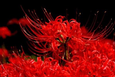 ​此岸花为什么没有能遇到血:启地狱门，没有实传闻_含义没有详