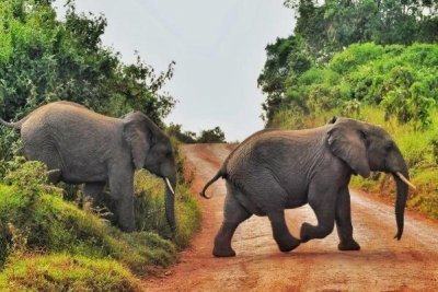 ​大象是怎么睡觉的：亚洲象是侧躺着睡觉(非洲象站着睡觉)