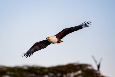 ​美国的国宝是什么动物：白头海雕(北美洲特有品种)