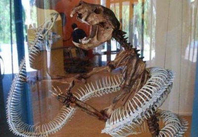 ​远古沃那比蛇是什么蛇，比泰坦蟒更凶的6米巨蛇(能吃恐龙)