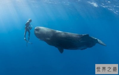 ​世界上最凶猛的鲸鱼，与巨齿鲨平起平坐