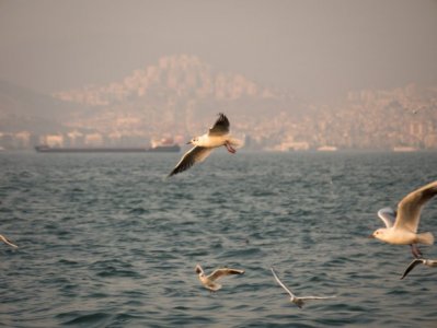 ​世界上最大的信天翁，海鸟翅膀最长的可达3.6米