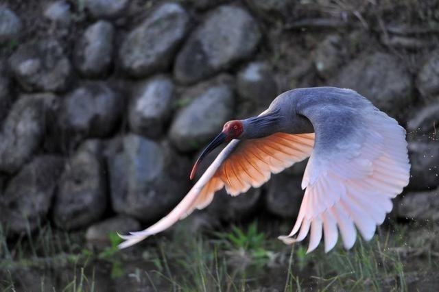 中国最珍稀的鸟：比黄金还要贵，抓一只要坐上10年牢！