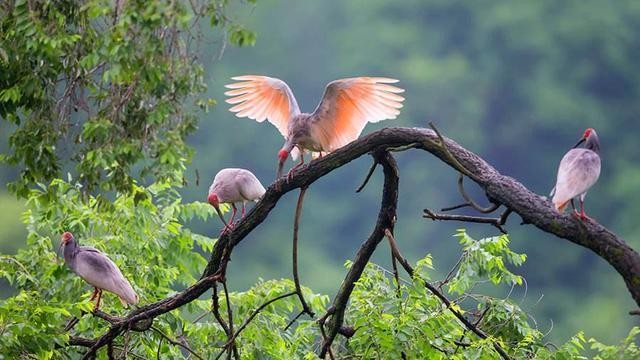 中国最珍稀的鸟：比黄金还要贵，抓一只要坐上10年牢！