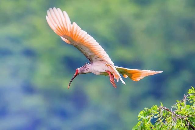 中国最珍稀的鸟：比黄金还要贵，抓一只要坐上10年牢！