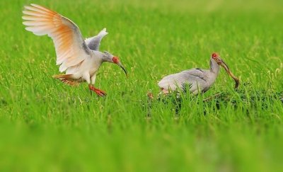 ​中国最珍稀的鸟：比黄金还要贵，抓一只要坐上10年牢！