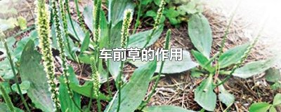 ​车前草的作用