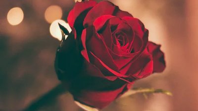 ​丧偶式婚姻是什么意思