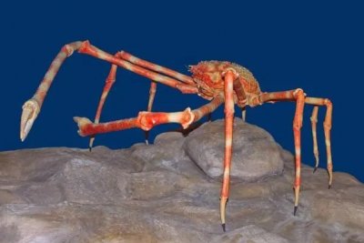 ​世界上最大的螃蟹：巨螯蟹(腿展开后最大为4.2米)