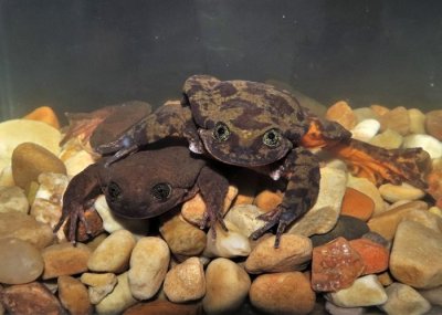 ​玻利维亚“世上最孤独”的濒危雄性萨欣卡斯水蛙“罗密欧”“脱毒”后尝试交配