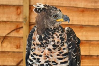 ​冕雕：大型凶猛鸟类(非洲一种最凶猛的雕)