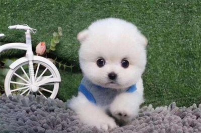 ​茶杯犬多少钱一只?便宜的两千左右(慎重购买)