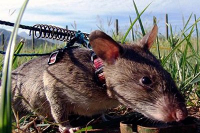 ​世界上最大的老鼠：非洲巨鼠(身长约为91厘米)