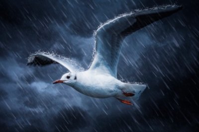 ​海燕象征什么精神：战斗精神(出自高尔基的《海燕》)