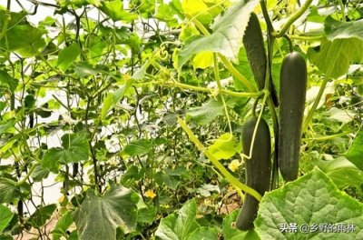 黄瓜的种植