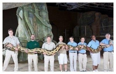 ​世界上最大的蟒蛇，长达16米重达1.5吨，曾经是地球的霸主