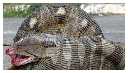 世界上最大的蟒蛇,长达16米重达1.5吨,曾经是地球的霸主