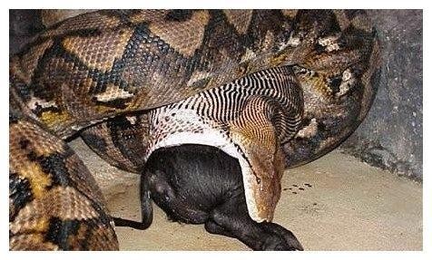 世界上最大的蟒蛇,长达16米重达1.5吨,曾经是地球的霸主