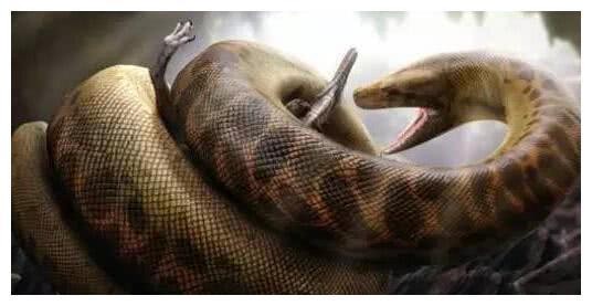 世界上最大的蟒蛇,长达16米重达1.5吨,曾经是地球的霸主