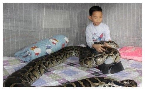 世界上最大的蟒蛇,长达16米重达1.5吨,曾经是地球的霸主
