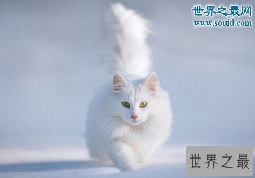 世界上最古老的猫，土耳其安哥拉猫(起源早自16世纪)