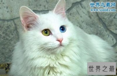 ​世界上最古老的猫，土耳其安哥拉猫(起源早自16世纪)