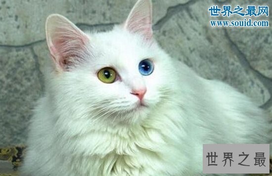 世界上最古老的猫，土耳其安哥拉猫(起源早自16世纪)