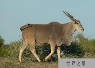 ​世界上最大的羊类，大羚羊身高可达172厘米