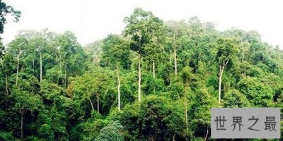 ​世界上最高的树（高156米）一天能喝1吨水的巨树