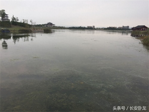 免费休闲好去处——渭南蒲城卤阳湖国家湿地公园