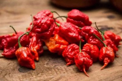 ​世界上最辣的辣椒：卡罗来纳死神(吉尼斯纪录认证)