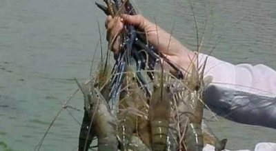 ​世界上最大的淡水虾 体型最长可达1.2米