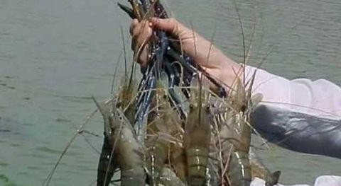 世界上最大的淡水虾 体型最长可达1.2米