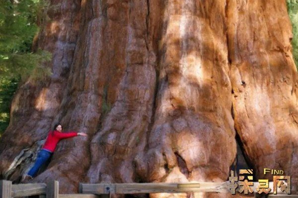 世界上最大的树叫什么，雪曼将军树（地球上已知最大的现存单体树木）