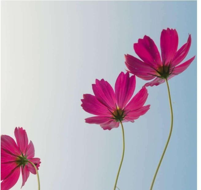 一生独具慧眼，看透不说透，看人眼光最精准的三大生肖