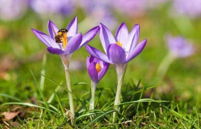 ​一生独具慧眼，看透不说透，看人眼光最精准的三大生肖