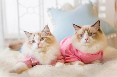 ​布偶猫为什么容易养死?体质较弱(肠胃不好)