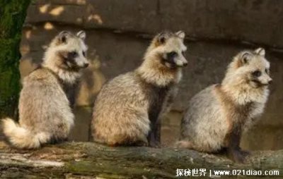 ​貉子是什么动物图片，并不是黄鼠狼(一种类似犬科祖先的物种)