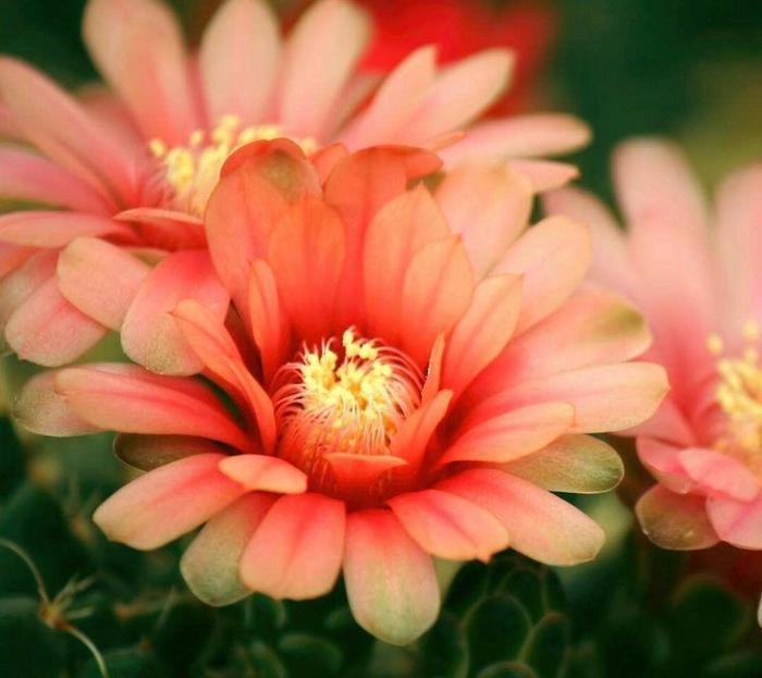 最“薄情”的三大生肖,铁石心肠,变心是常有的事