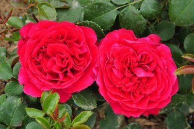 ​最“薄情”的三大生肖，铁石心肠，变心是常有的事