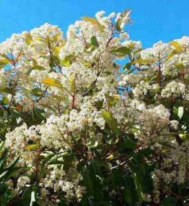​世界上最污的花 石楠花为什么叫最污花