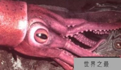 ​世界第一大软体无脊椎动物：巨枪乌贼