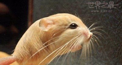 ​世界上最小的跳鼠，体长只有10厘米