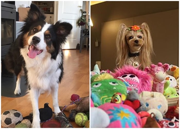 匈牙利罗兰大学团队研究发现部分有天资小狗 仅需聆听4次就能学识新词汇